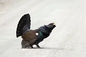 Capercaillie: Capercaillie cock displaying