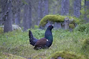 Lekking: Capercaillie cock displaying