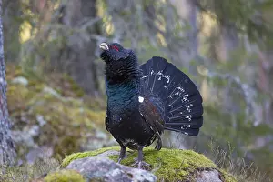 Capercaillie: Capercaillie - cock displaying - Dalarna, Sweden