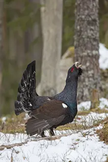 Capercaillie: Capercaillie - cock displaying in snow - Dalarna, Sweden