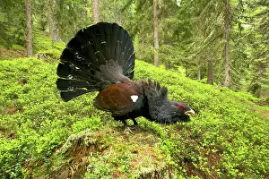 Michele Menegon: Capercaillie - displaying