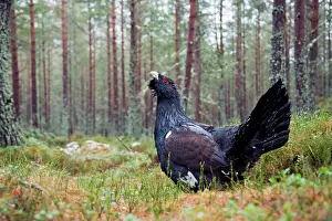Capercaillie: Capercaillie - displaying