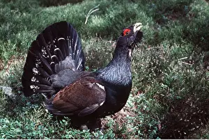Chris Knights: CAPERCAILLIE - displaying