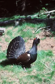 Lekking: CAPERCAILLIE - Displaying