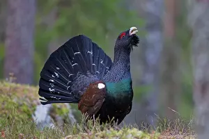 Capercaillie: Capercaillie displaying cock in forest