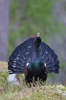 Capercaillie: Capercaillie displaying cock in forest
