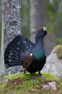 Capercaillie: Capercaillie displaying cock in forest