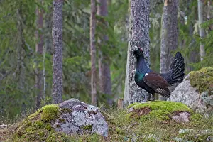 Capercaillie: Capercaillie displaying cock in forest