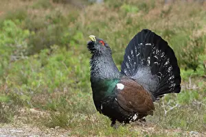 Capercaillie: Capercaillie - displaying and defending territory