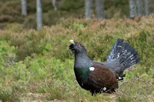 Capercaillie: Capercaillie - displaying and defending territory