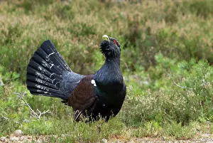Capercaillie: Capercaillie - displaying and defending territory