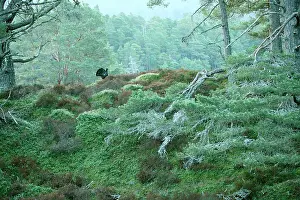 Caledonian: Capercaillie - Displaying early morning in old