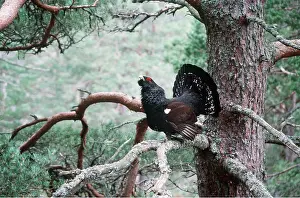 Chris Knights: CAPERCAILLIE - displaying in tree