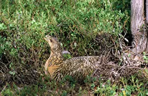 Capercaillies: Capercaillie - female sits in plants