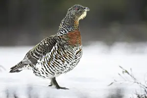 Capercaillies: Capercaillie - female in snow