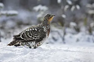 Capercaillies: Capercaillie - female in snow