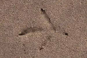 Spoor: Capercaillie - foot print - Dalarna, Sweden