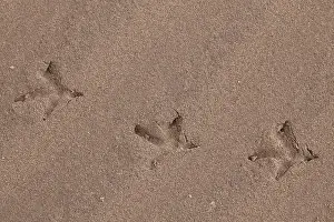 Spoor: Capercaillie - foot prints - Dalarna, Sweden