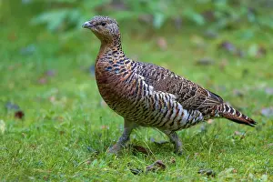 Capercaillie: Capercaillie hen
