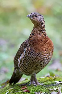 Capercaillie: Capercaillie hen
