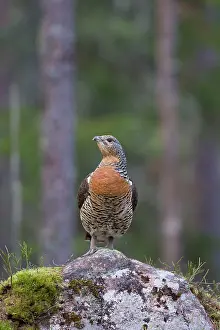 Capercaillie: Capercaillie hen