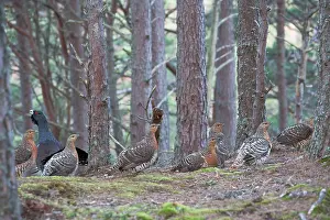 Leks: Capercaillie - & Hens displaying on lek in old