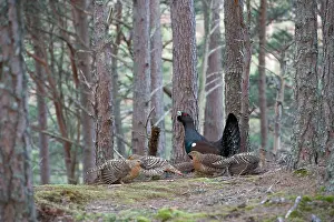 Leks: Capercaillie & Hens Displaying on Lek in old Caledonian