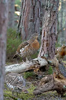 Caledonian: Capercaillie - Hens in old Caledonian pine Forest