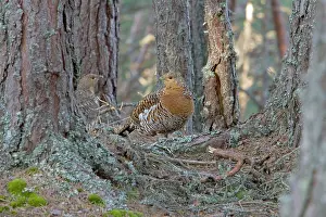 Caledonian: Capercaillie - Hens in old Caledonian pine Forest
