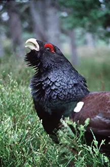 Chris Knights: CAPERCAILLIE - male, close-up calling
