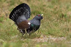 Capercaillie: Capercaillie - male displaying