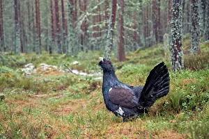 Capercaillie: Capercaillie - male displaying