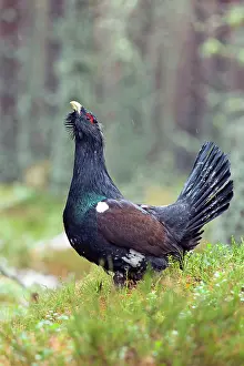 Capercaillie: Capercaillie - male displaying