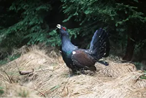 Lekking: CAPERCAILLIE - male displaying