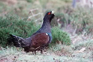Chris Knights: CAPERCAILLIE - male, displaying