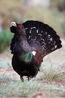 Chris Knights: CAPERCAILLIE - male, displaying