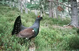 Chris Knights: CAPERCAILLIE - male, displaying & calling