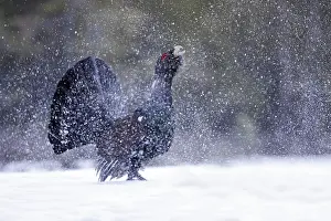 Creating: Capercaillie - male displaying creating snow flurry