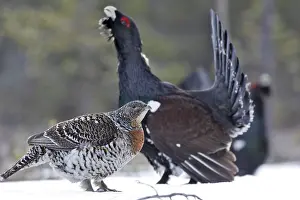 Capercaillies: Capercaillie - male displaying to female in snow - courtship