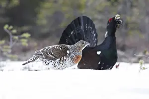 Capercaillies: Capercaillie - male displaying to female in snow - courtship