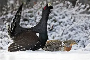 Capercaillies: Capercaillie - male displaying to female in snow - courtship