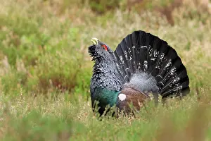 Capercaillie: Capercaillie - male displaying amongst heather - February