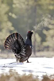 Breath: Capercaillie - male displaying in snow - can see