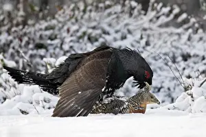 Capercaillies: Capercaillie - male & female mating
