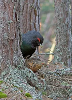 Caledonian: Capercaillie - male & hen copulating in old Caledonian