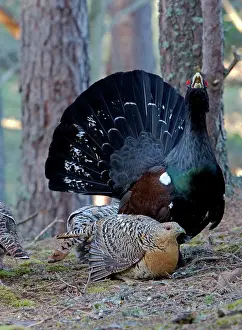 Leks: Capercaillie - male & hen displaying on Lek in