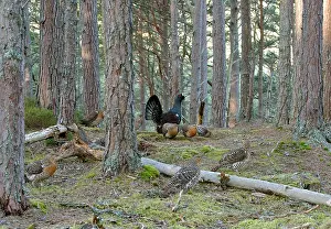 Leks: Capercaillie - male & Hens Displaying On Lek in