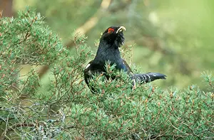 Capercaillies: CAPERCAILLIE - male in tree