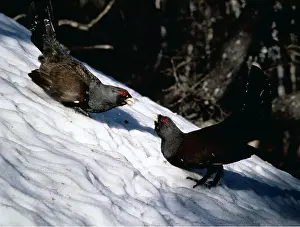 Lekking: CAPERCAILLIE - two males displaying