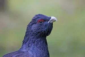Capercaillie: Capercaillie portrait of adult cock